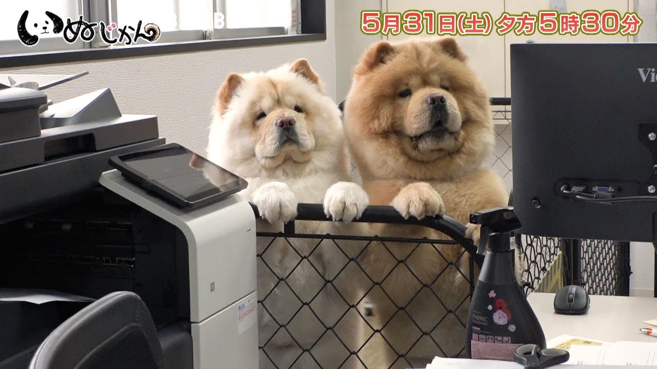 まるで動くぬいぐるみ！チャウチャウが会社で癒しを届ける…漫画になった犬と猫の心温まる物語も「いぬじかん」5/31(土)夕方5時30分