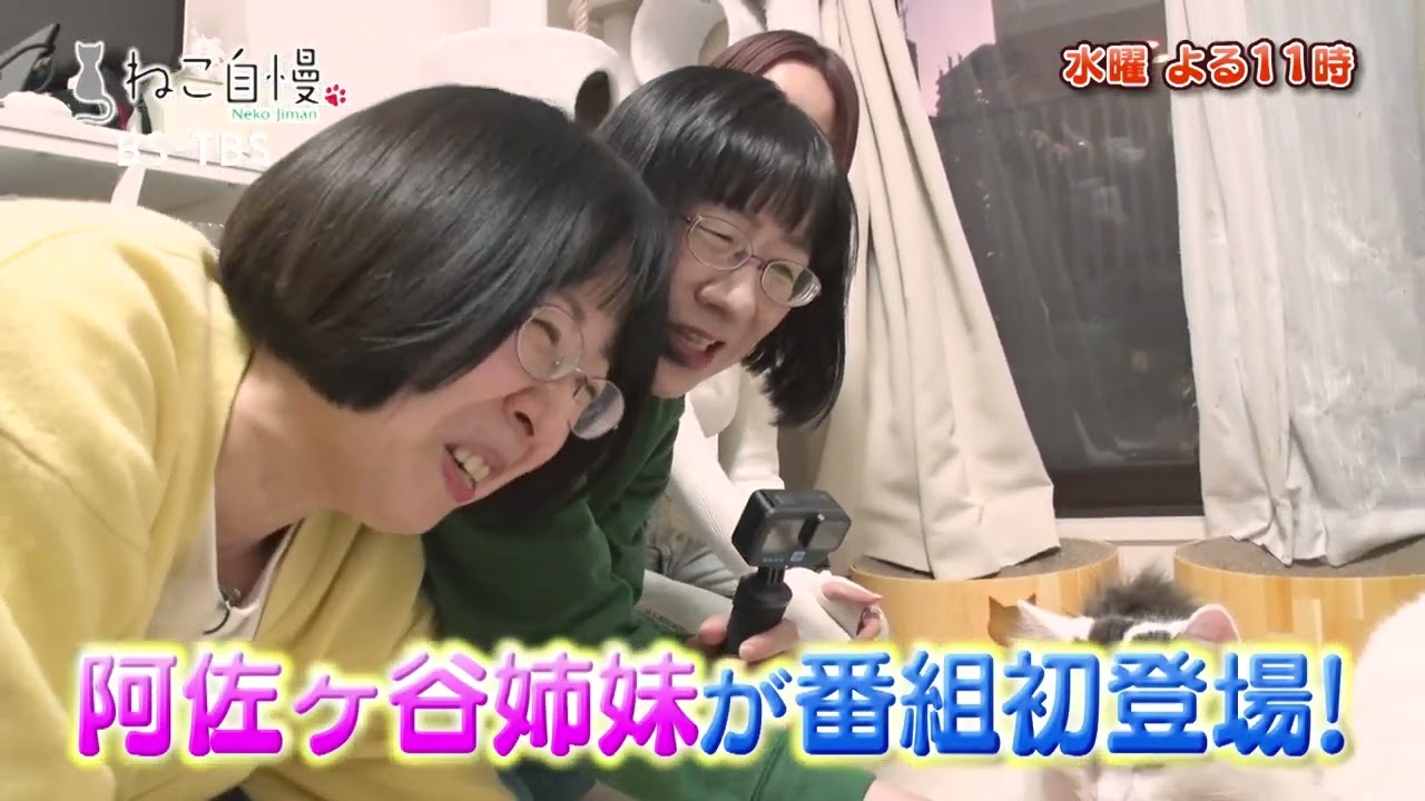 3/5(水)よる11時「ねこ自慢」阿佐ヶ谷姉妹が広報担当として活躍するニャンコと対面！人見知り猫と仲良くなれるのか？