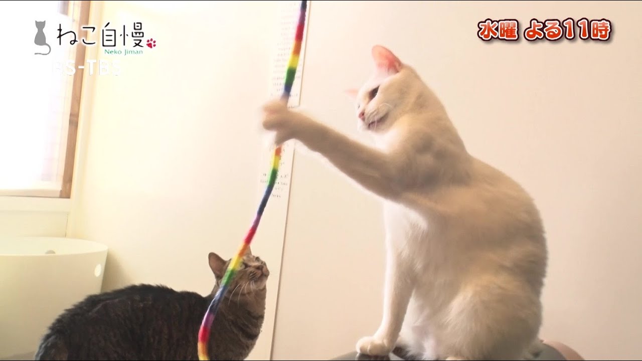 3/19(水)よる11時「ねこ自慢」阿佐ヶ谷姉妹が保護猫シェルターへ！猫に嫌われて落ち込みまくり!?子どもに焼きもちを焼く甘えん坊ニャンコも